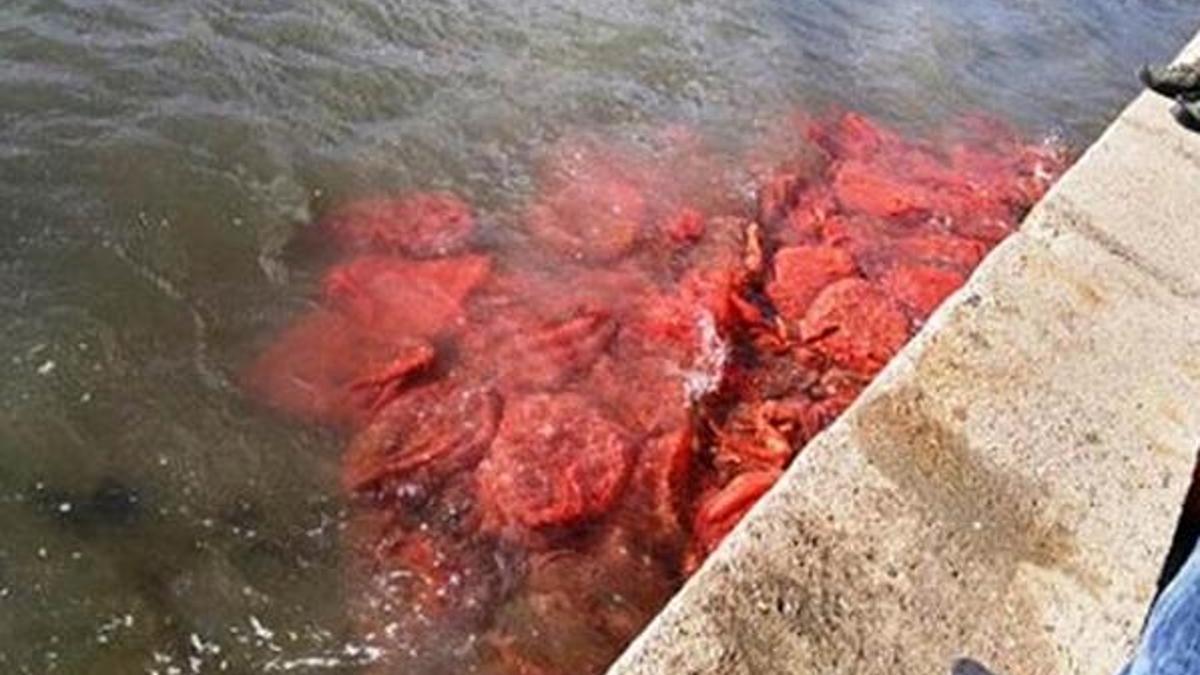 Balıkesir'de 8 ton kaçak midye ele geçirildi