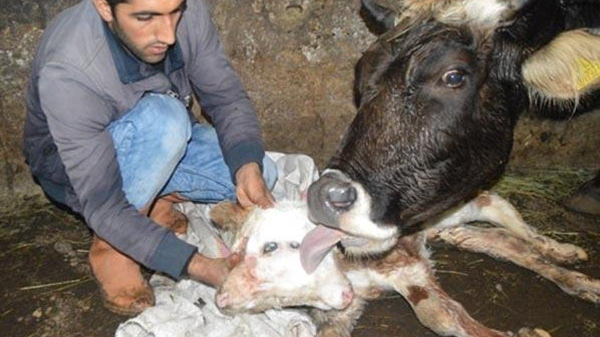 Besicinin ineği çift başlı buzağı doğurdu