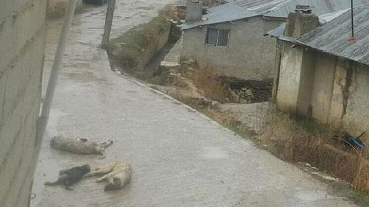 Kopan elektrik telleri köpekleri telef etti