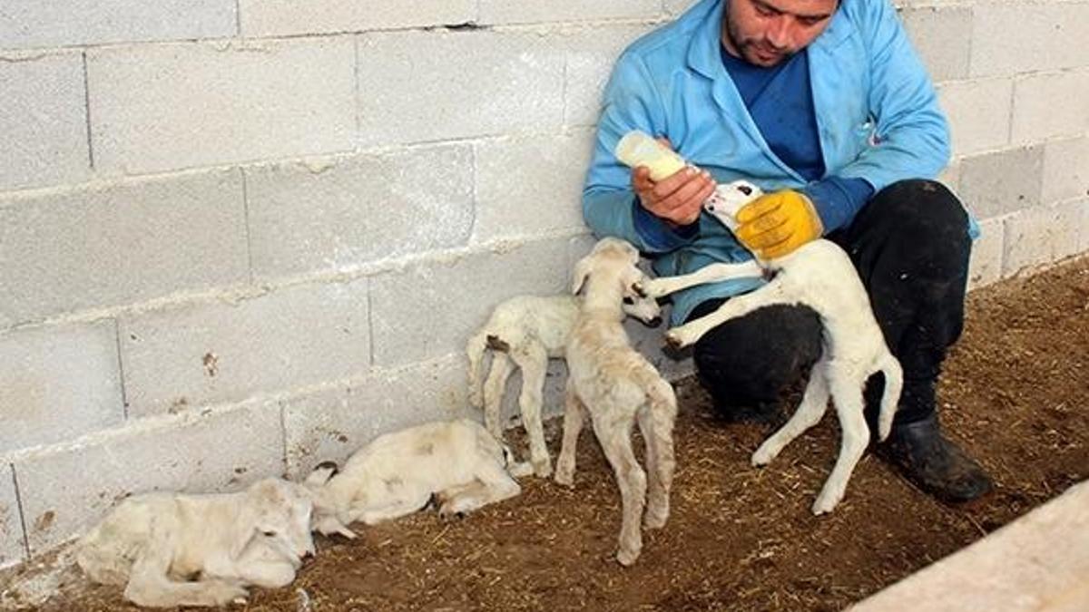 Antalya'da beşiz kuzu şaşkınlığı