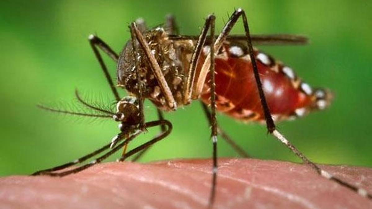 Zika virüsü nedir? Zika virüsü belirtileri...