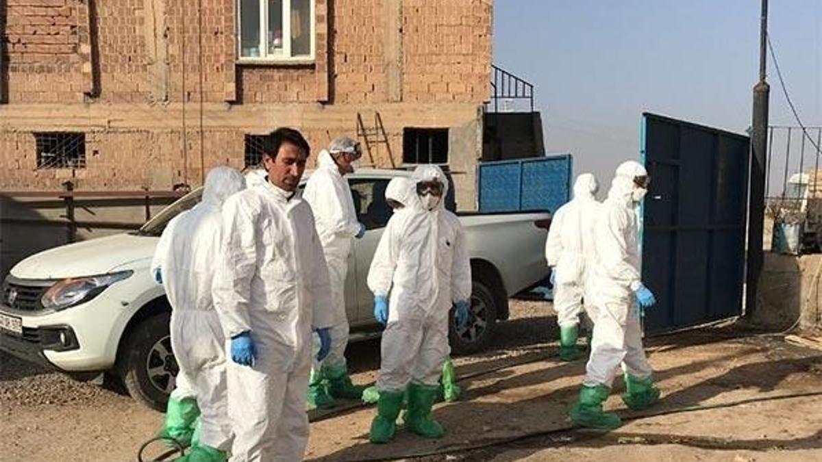 Mardin'de kuş gribi vakası