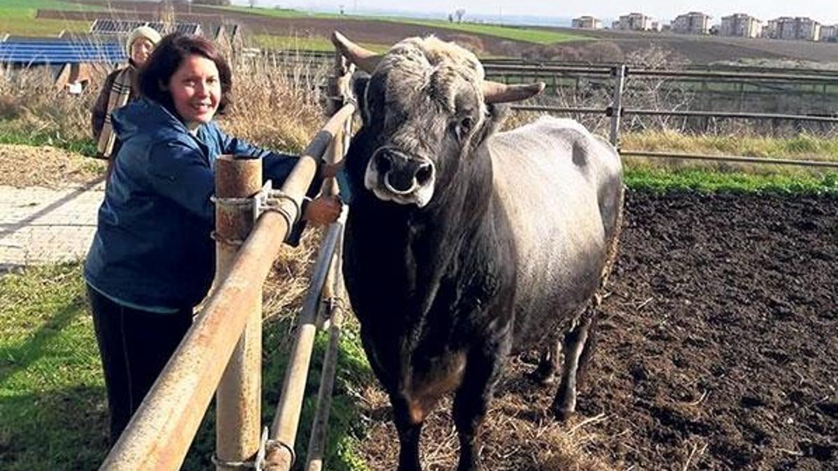 Türkiye’nin ilk kopya sığır sürüsü