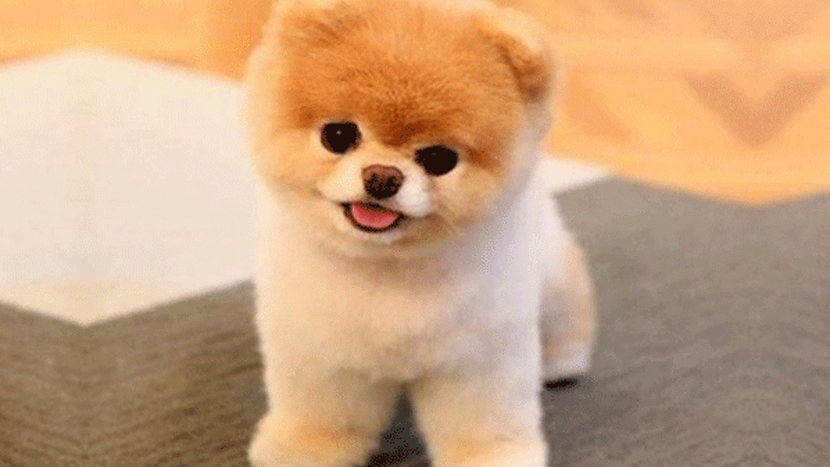'Kadınlar köpekleri erkeklerden daha iyi anlıyor'