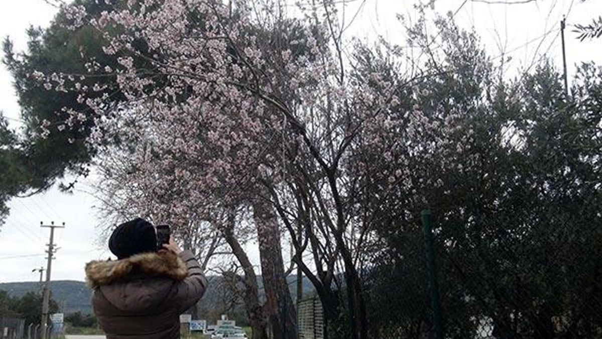 Bandırma'da badem ağacı çiçek açtı