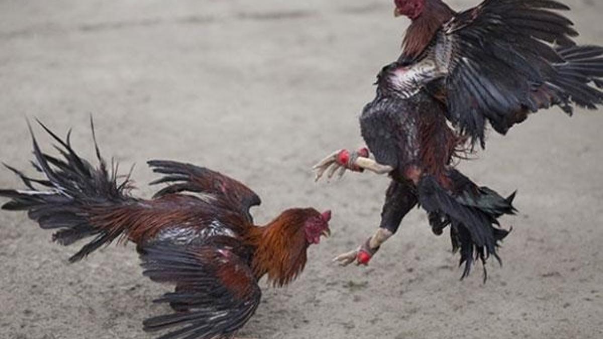 Meksika'da horoz dövüşü yapılan kulübe silahlı saldırı