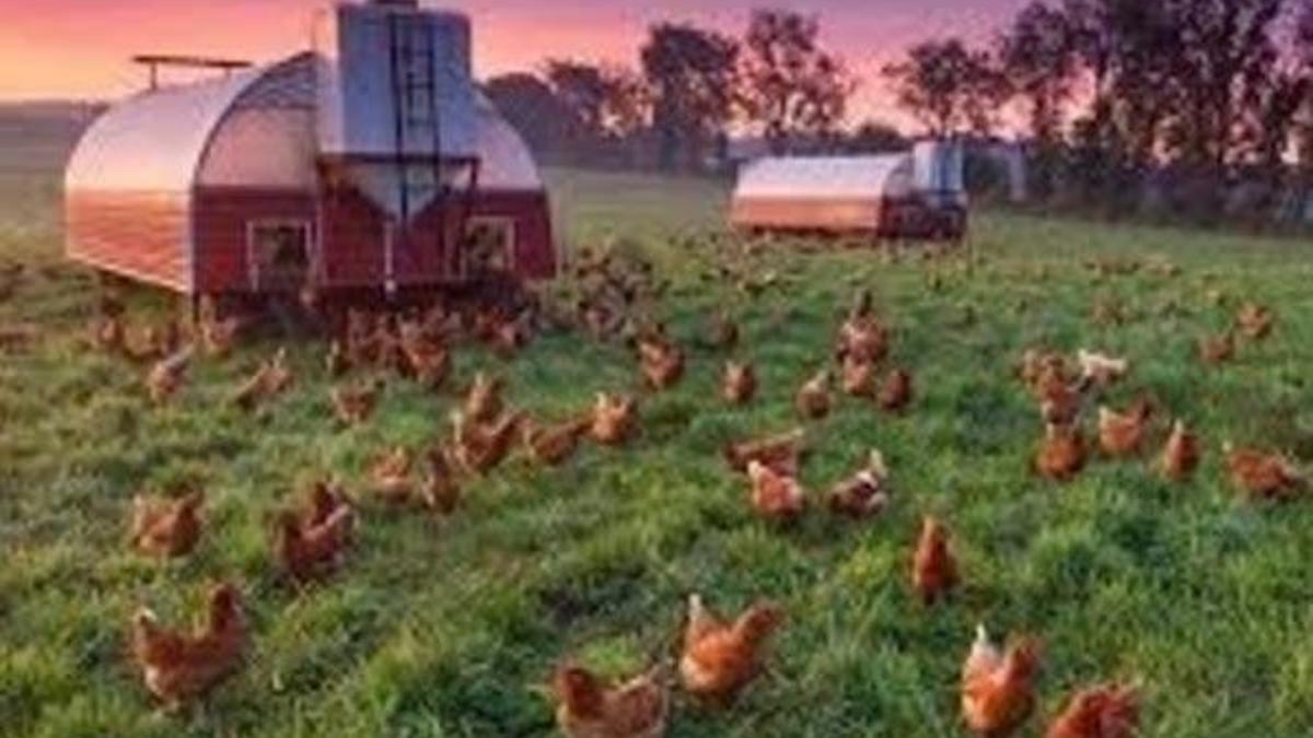 Fransa "gezen tavuk" yumurtacılığına geçecek