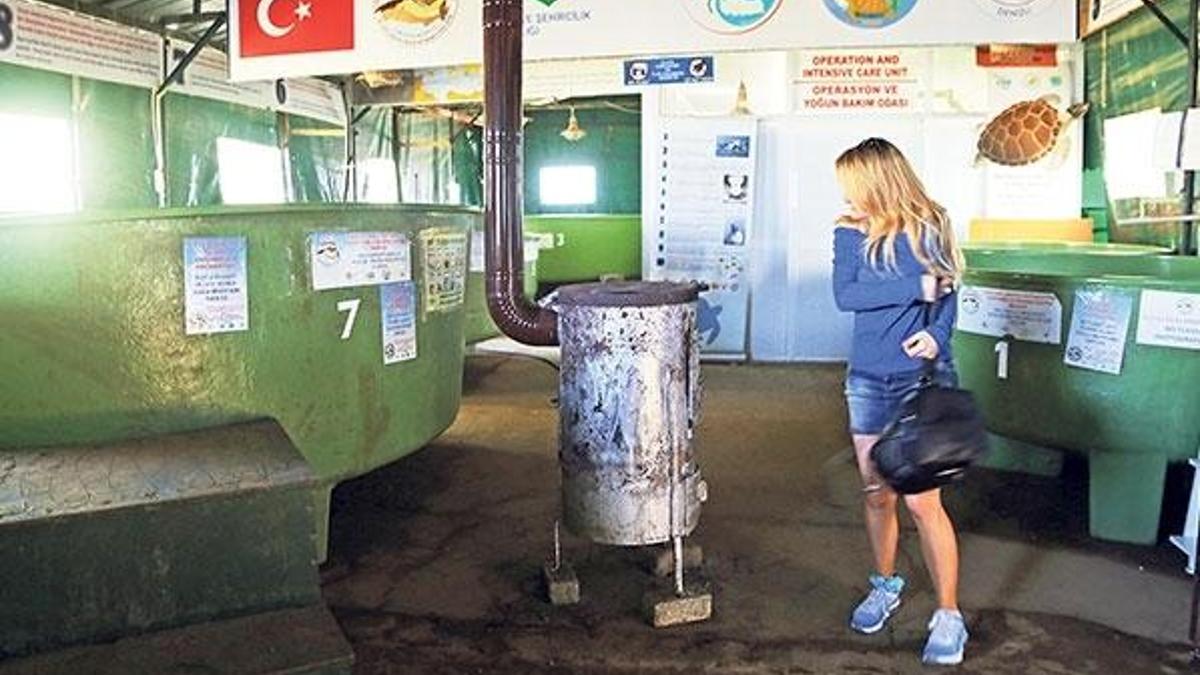 Yaralı kaplumbağalar  odun sobasıyla ısınıyor