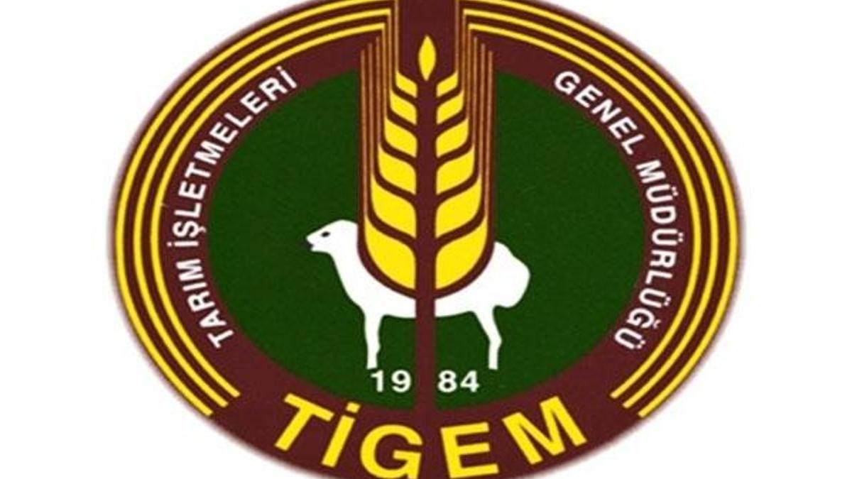 TİGEM 300 koyun projesi nedir, nasıl başvuru yapılır?