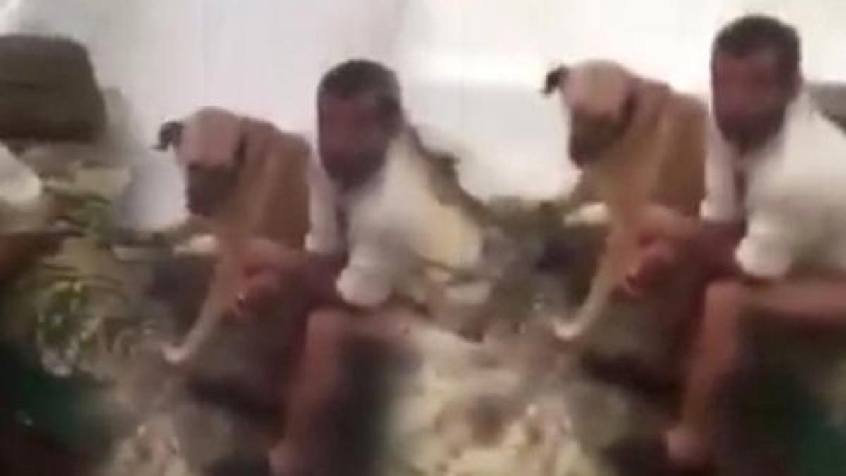 Çadırda köpeğe tecavüz etti, sopalarla dayak yedi!