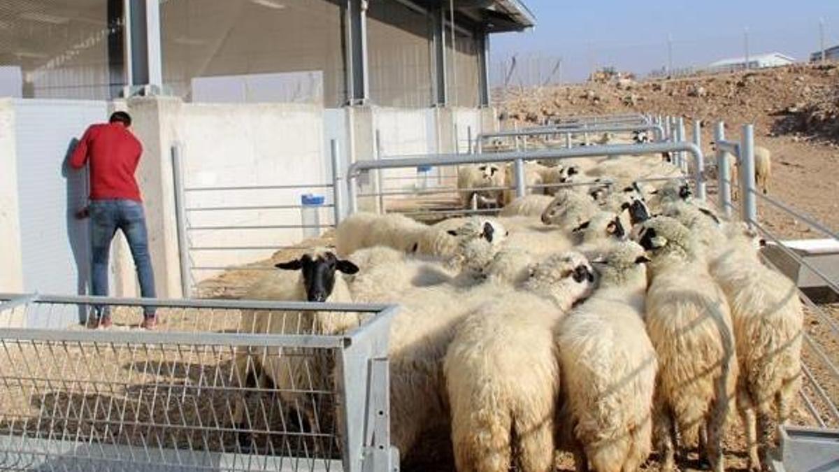 '300 koyun projesi'nde başvurular yarın sona erecek