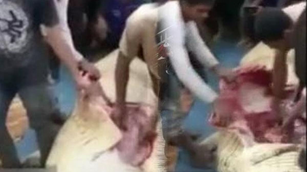 Timsahın midesinden çıkardılar!