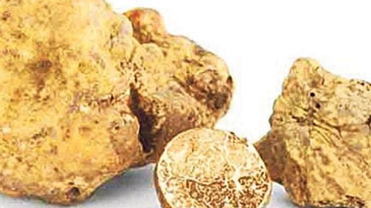 Trüf mantarı kaçakçılığına rekor ceza
