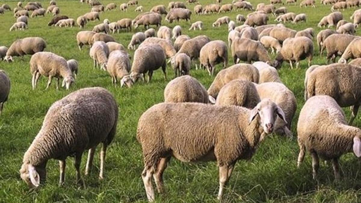 Son dakika: 300 koyun teslimi nisanda başlıyor!