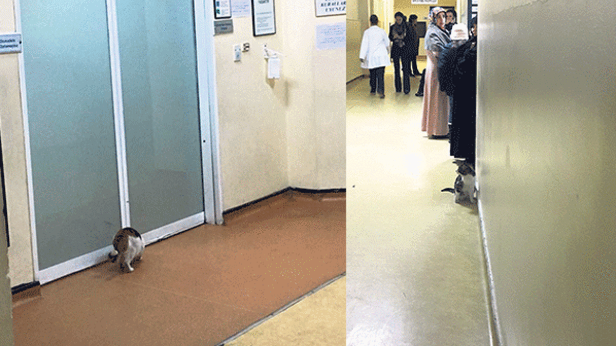 ‘Çapa Tıp’ta doktorlar kedi kovalıyor’