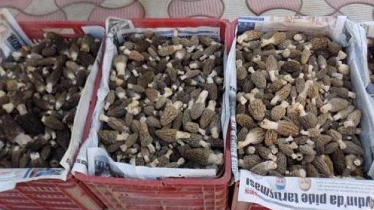 Kuzu göbeği fiyatları et fiyatlarını geçti