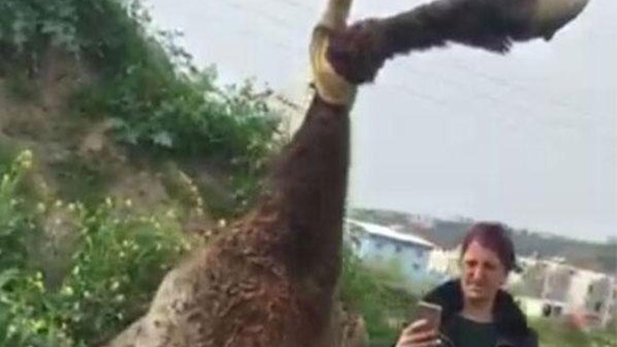 Barınakta boğazı kesilerek öldürüldü