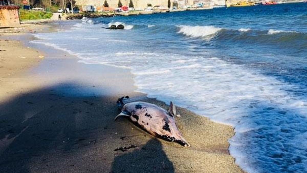 Sinop'ta şaşırtan durum! Sahile ölü yunus ve kuşlar vurdu