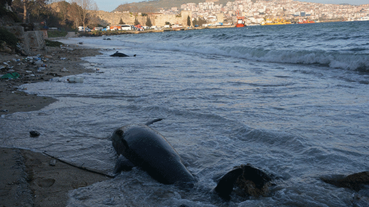 Sinop'ta esrarengiz olay! Ölü sayısı artıyor