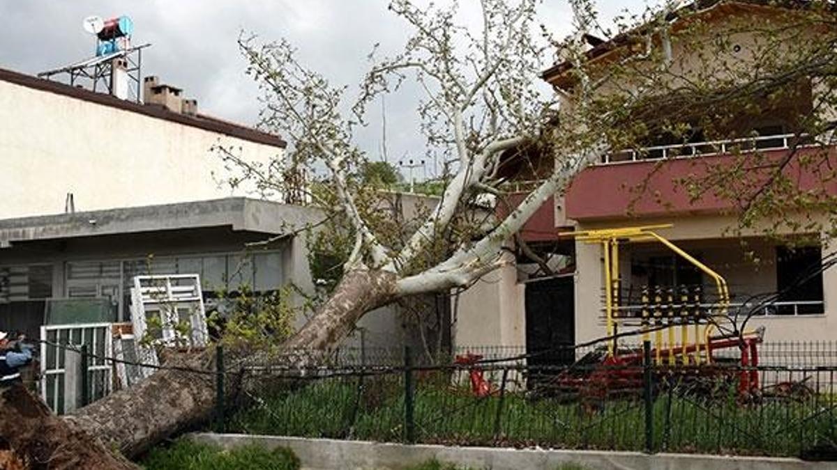 100 yıllık çınar ağacı devrildi