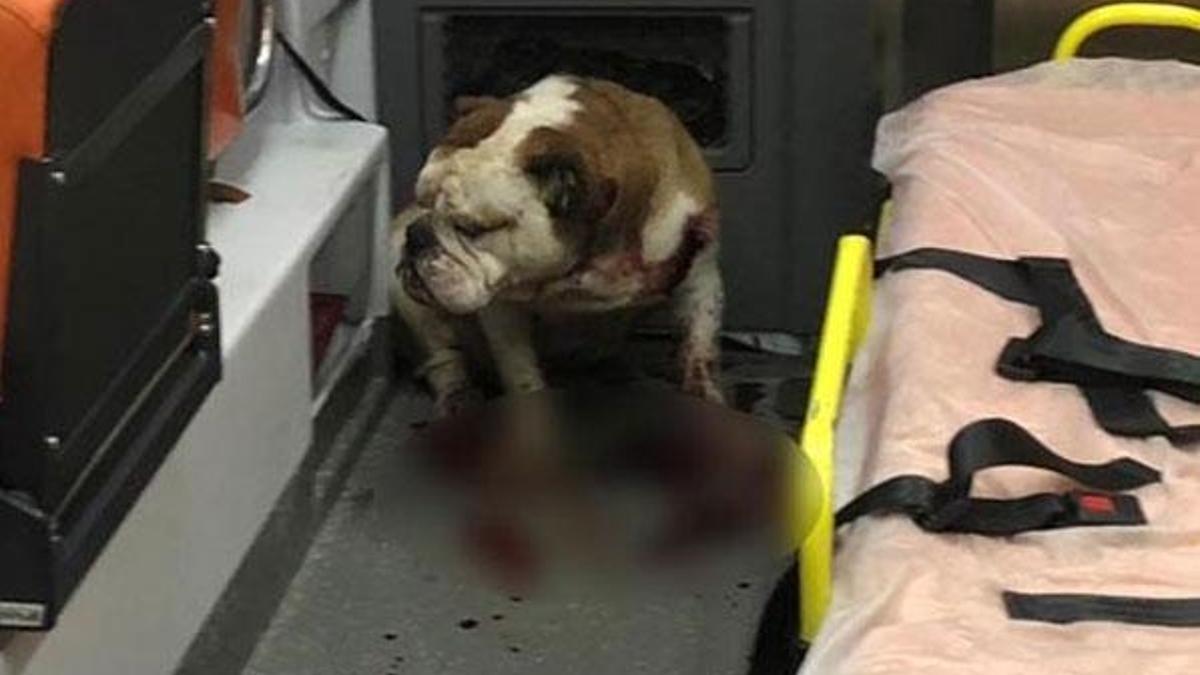 İzmir'deki saldırgan köpeği polisin kurşunu bile durduramadı