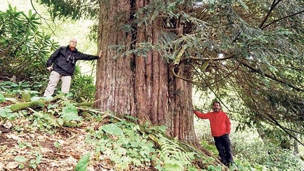 4 bin 113 yaşındaki porsuk ağacına tescil