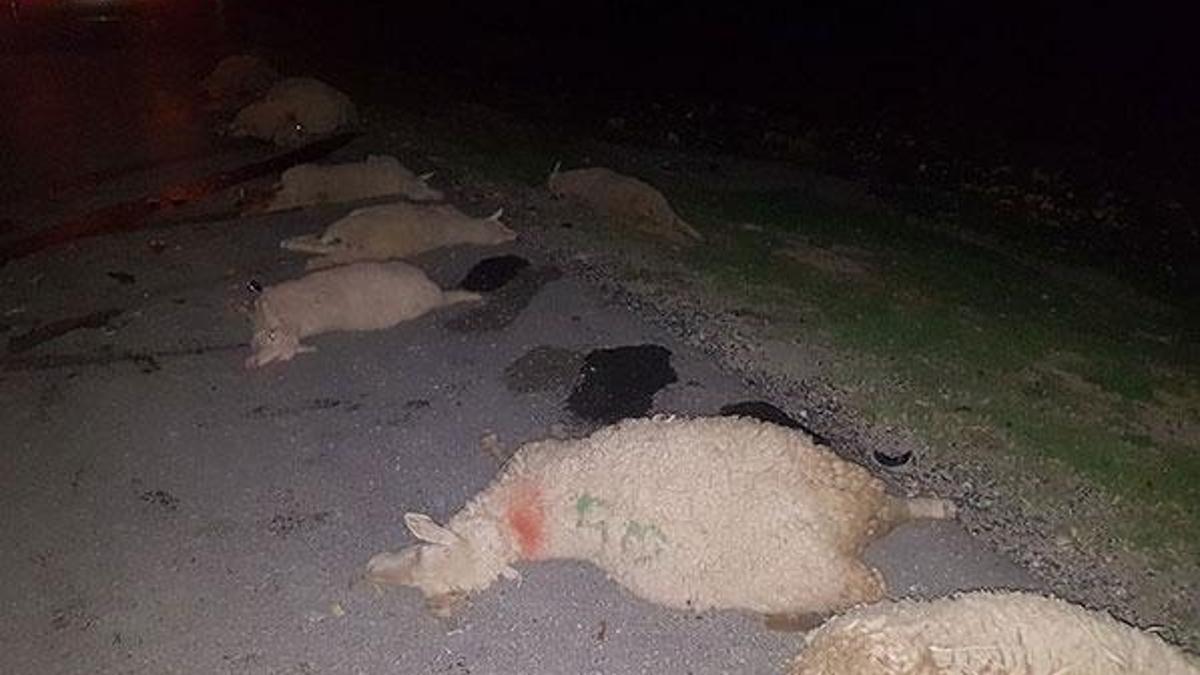 Otomobil sürüye çarptı, 18 koyun telef oldu