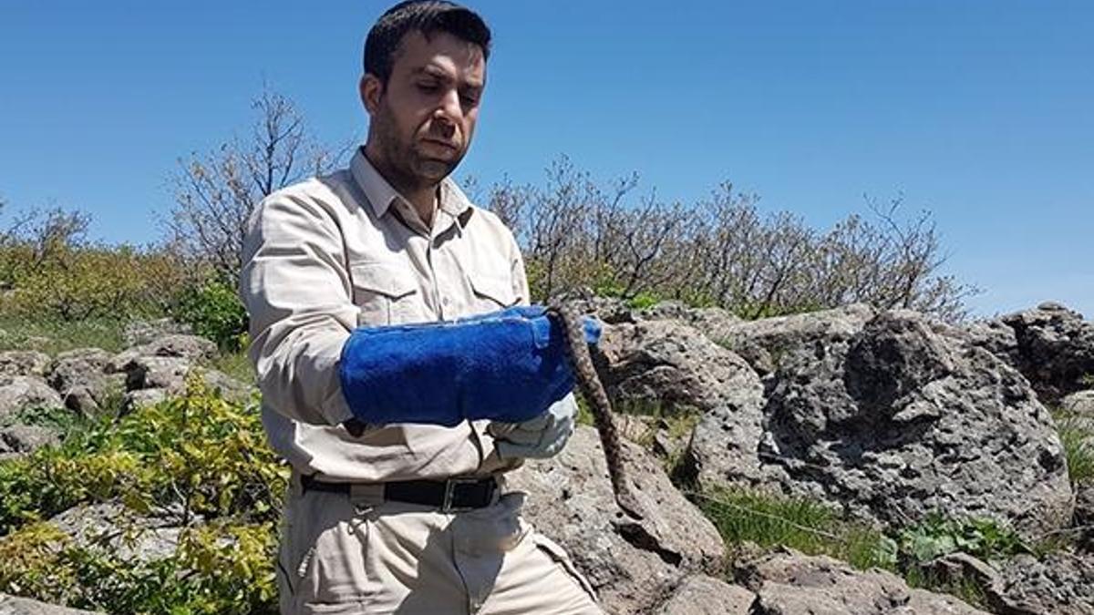 Sadece Türkiye'de bulunan Wagner Engereği incelemeye alındı