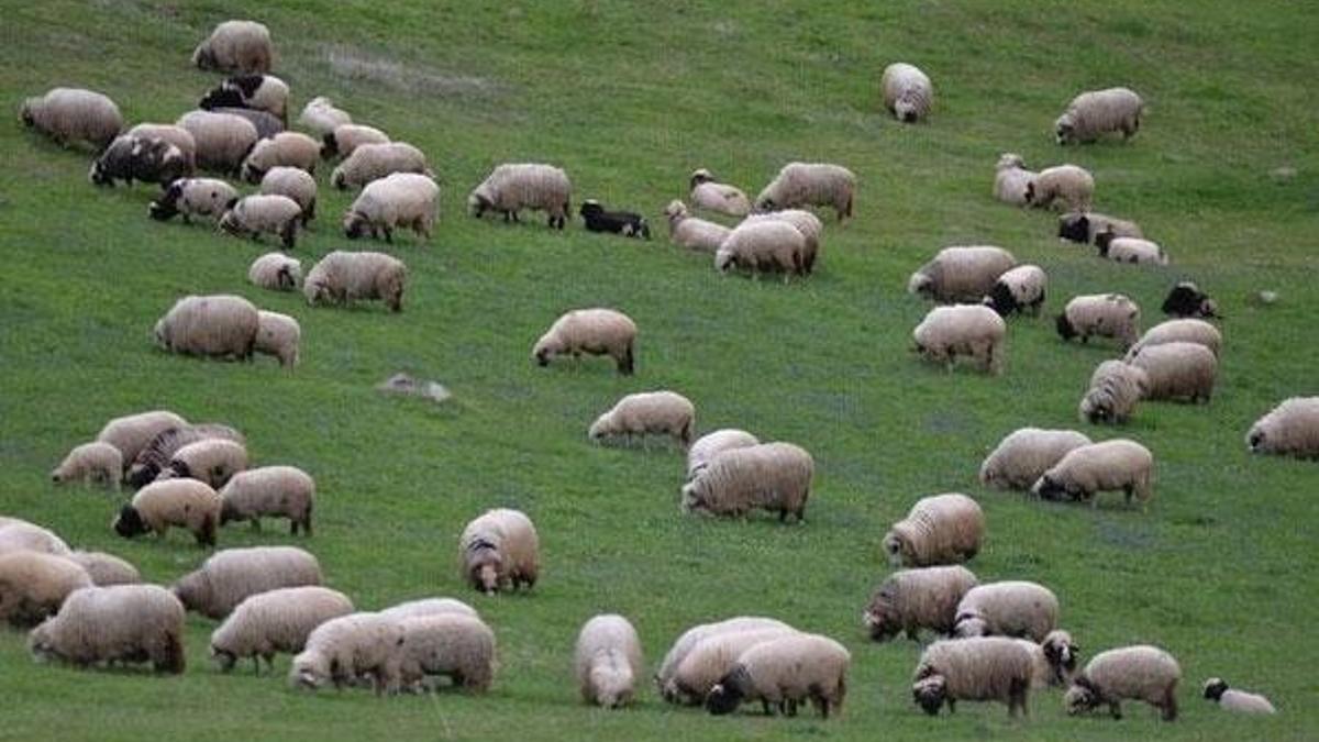 300 koyun projesi Şırnak'ta başlıyor
