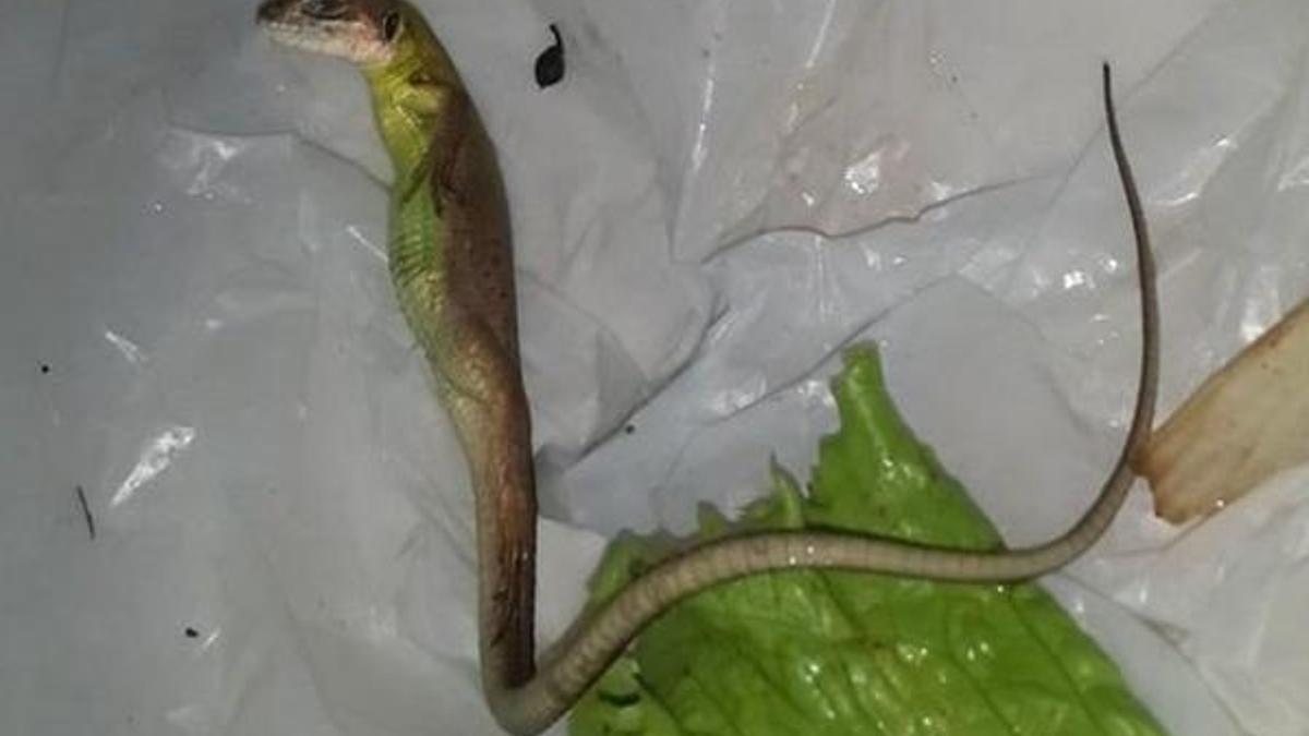 Marulun içinden çıkan yaratık sosyal medyayı karıştırdı