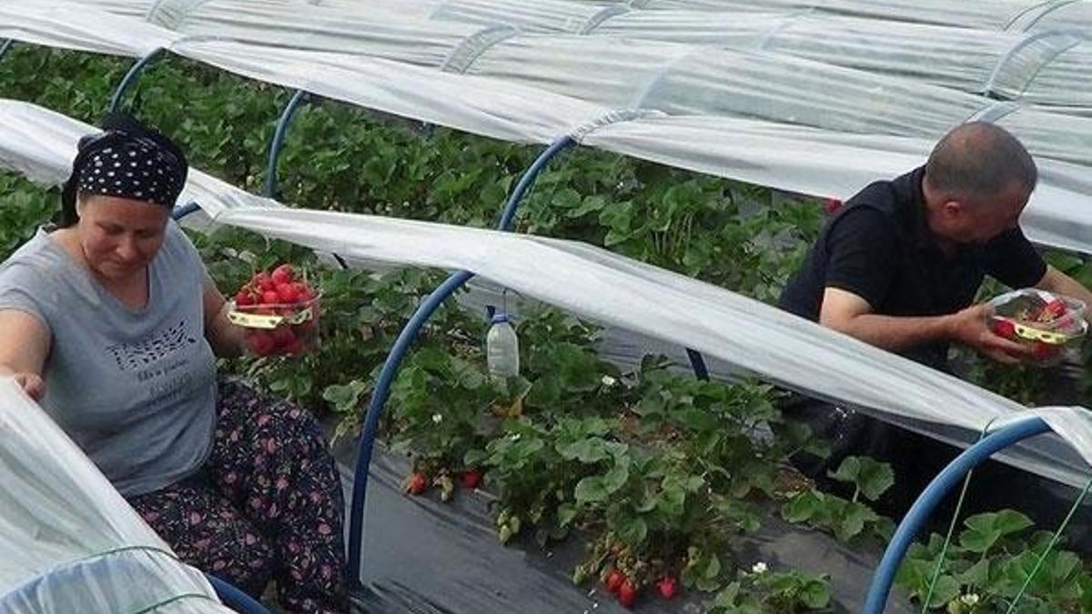 5 fideyle başladığı çilek üretiminde 8 ton hasada ulaştı