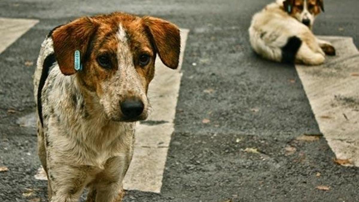 Köpek faciası: 6 çocuk can verdi!