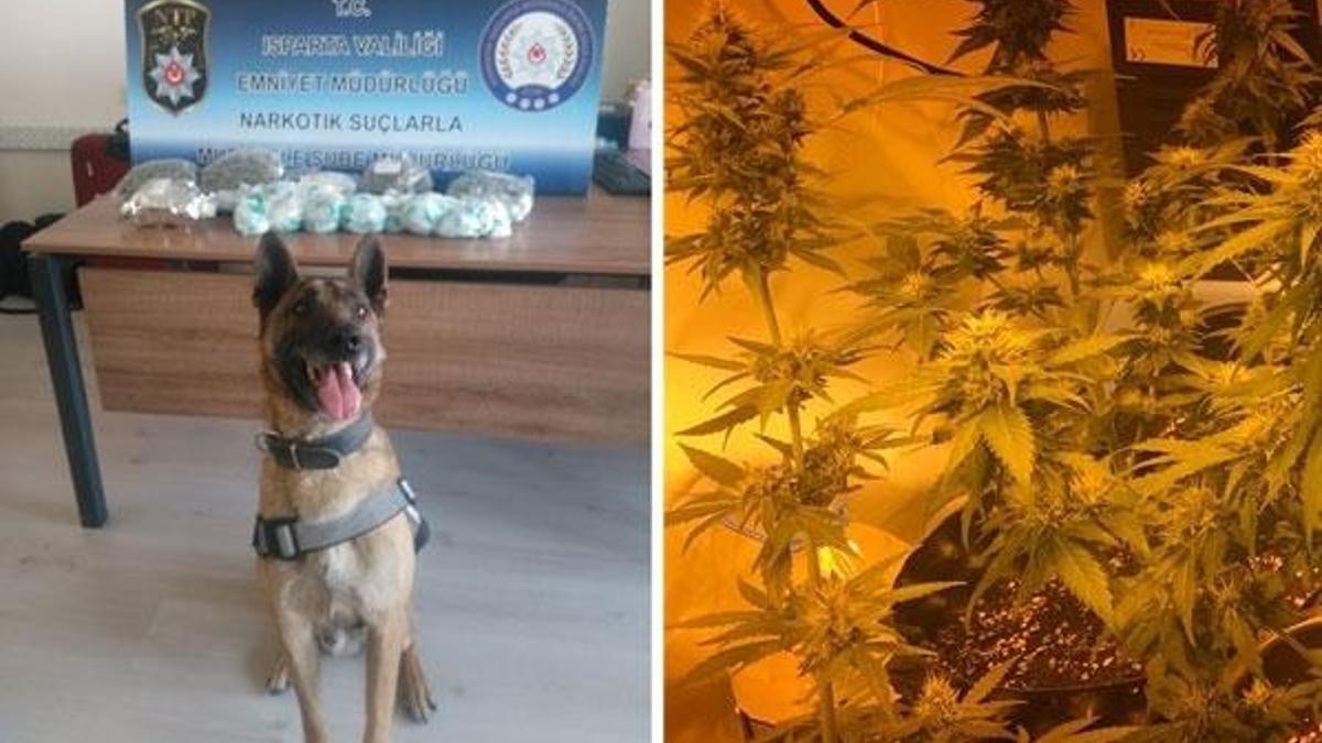 Bonzaiden daha tehlikeli! Bavulundan tam 1 kilo 236 gram çıktı