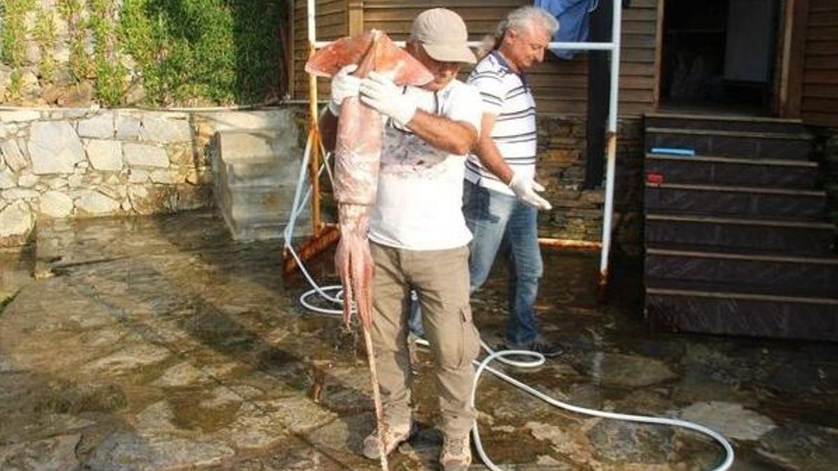 Kuşadası Körfezi’nde sahile dev kalamar vurdu