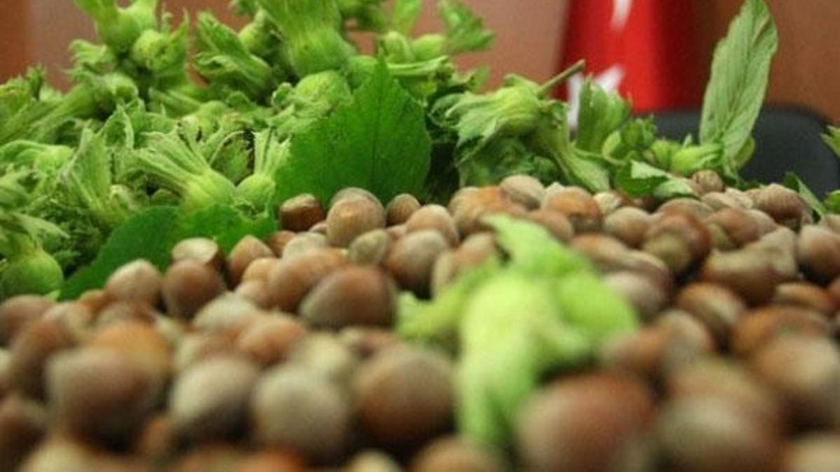 Fındık rekor ihracata hazırlanıyor