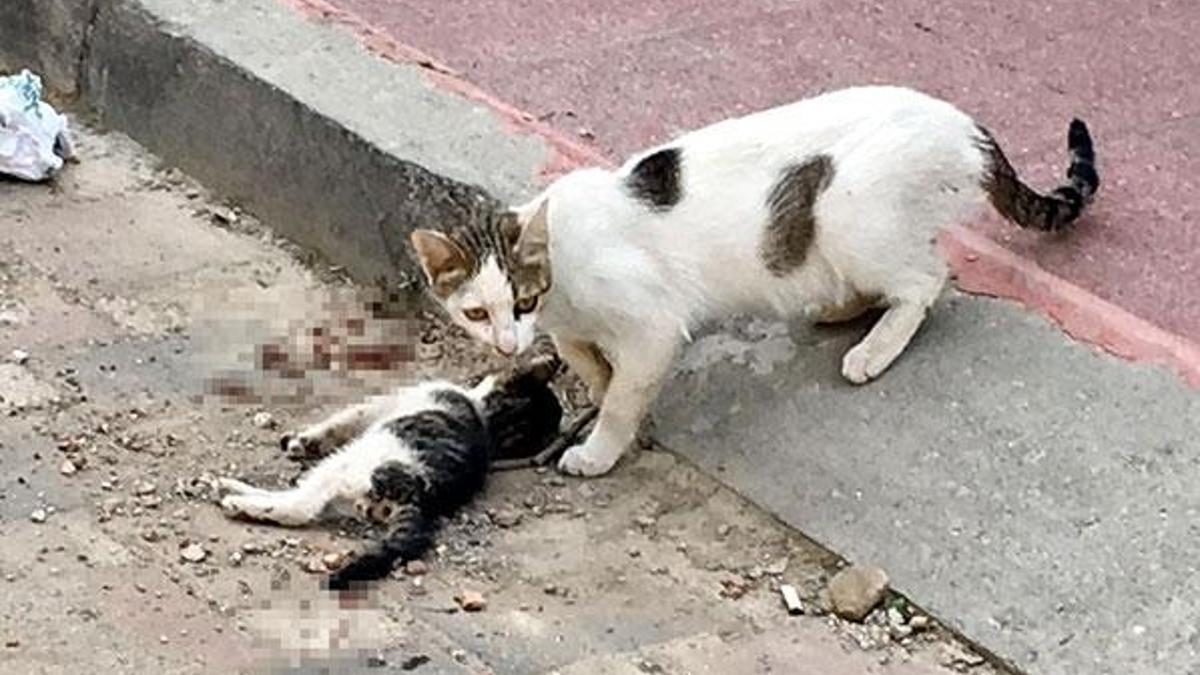 Anne kedi, ölen yavrusunun başından saatlerce ayrılmadı