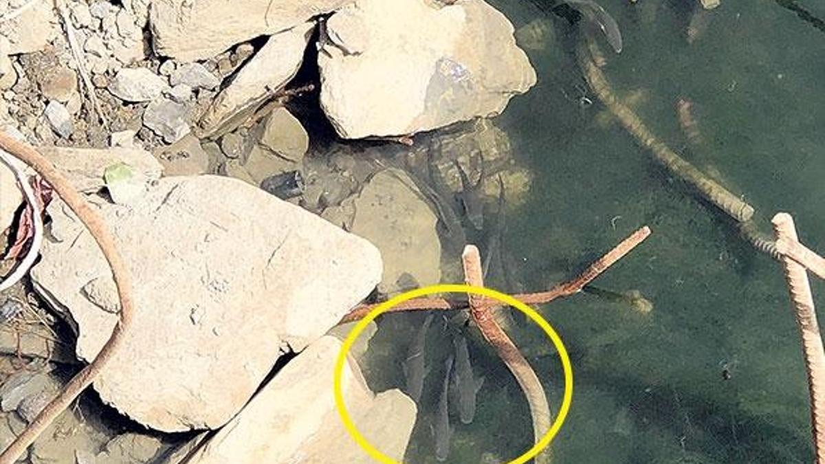 Yıllar sonra ilk hayat belirtisi