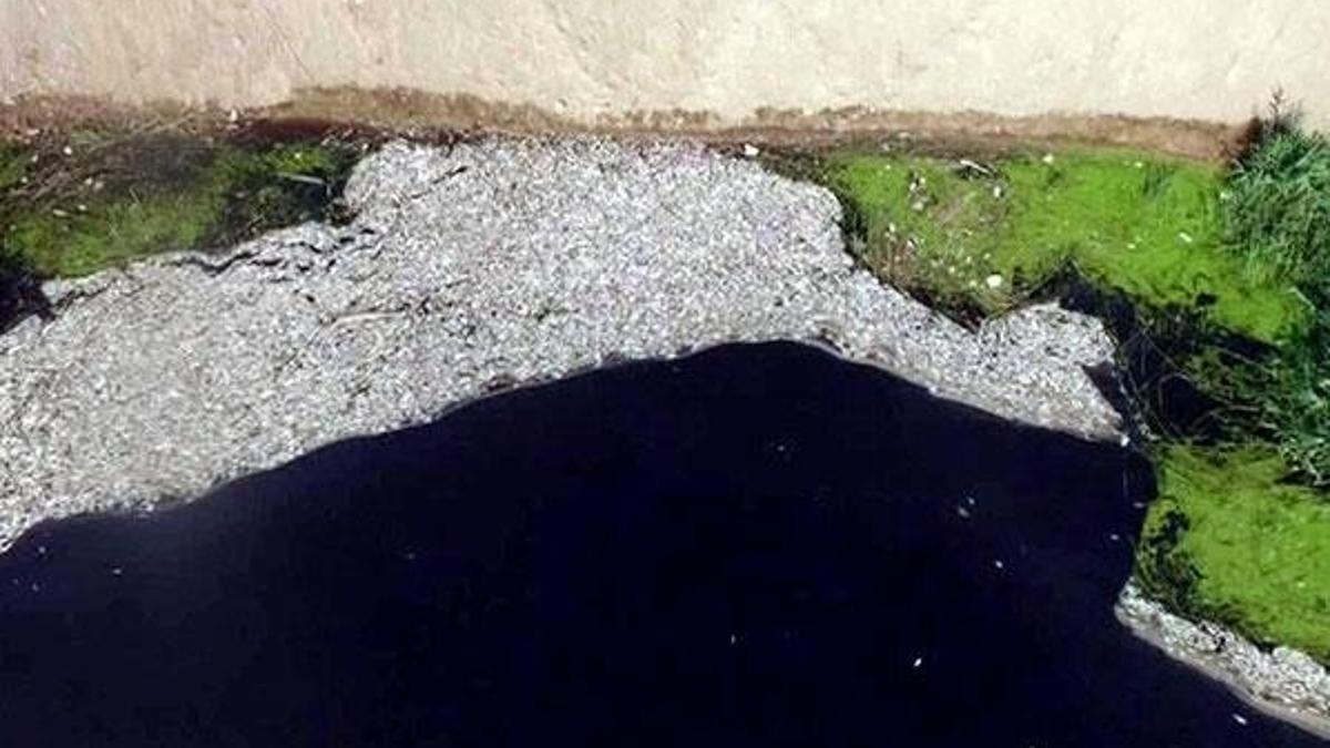 Binlerce ölü balık havadan ilk kez görüntülendi