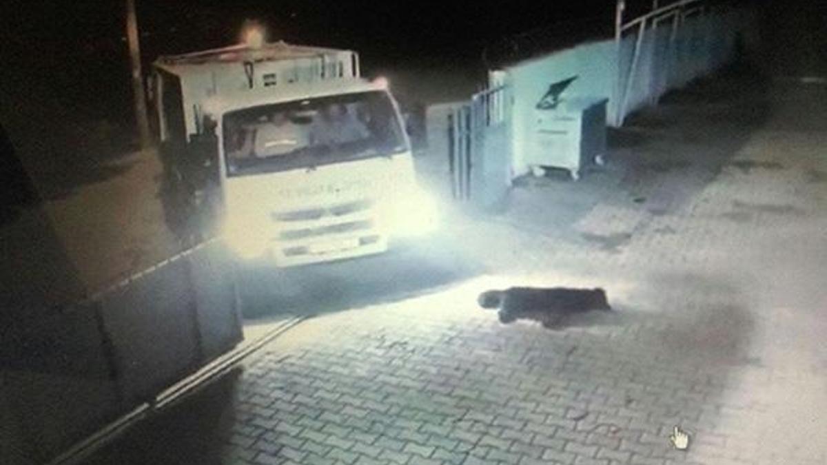 Köpeği ezen şoförün işine son verildi