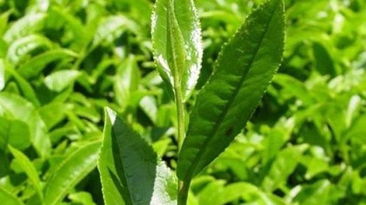 Çay üreticisinin yüzü fiyat artışıyla güldü