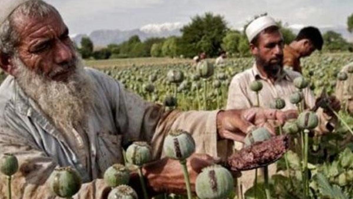 Afganistan'da afyon üretimi yüzde 90 arttı