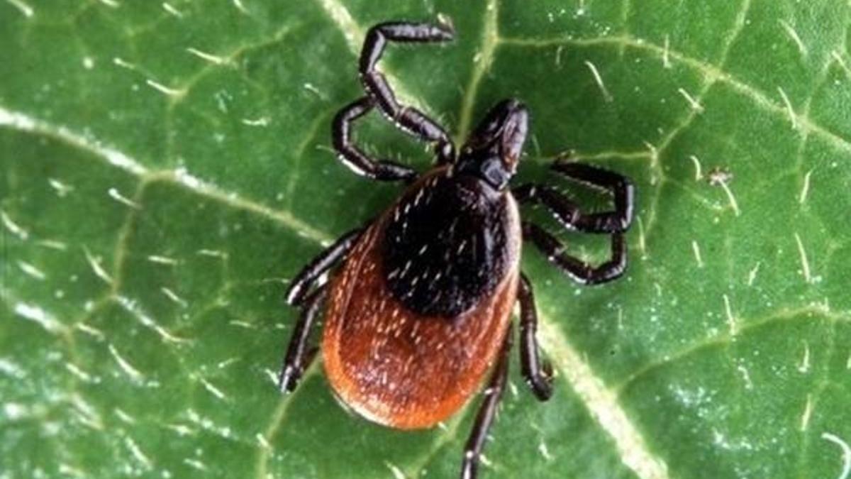 Sivas'ta 10 gün içinde keneden üçüncü ölüm