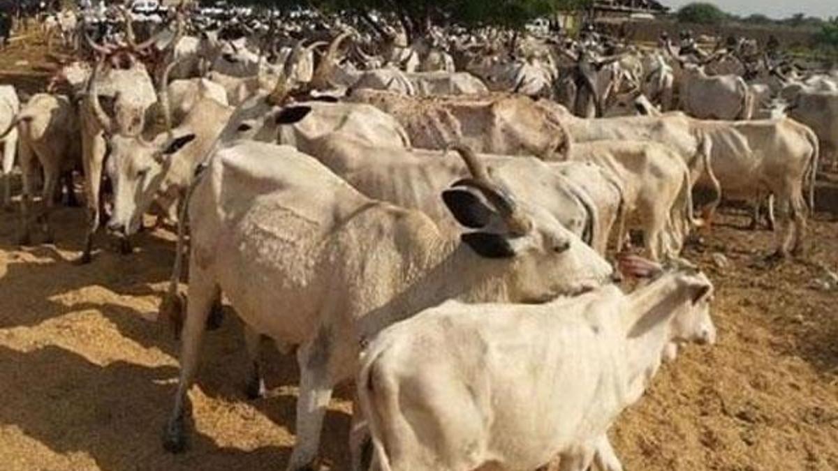 Nijerya’da inek hırsızları köye saldırdı: Ölüler var
