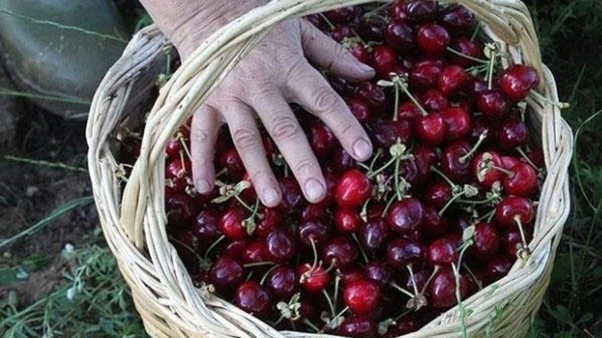 Kiraz fiyatlarında düşüş vatandaşa yaradı