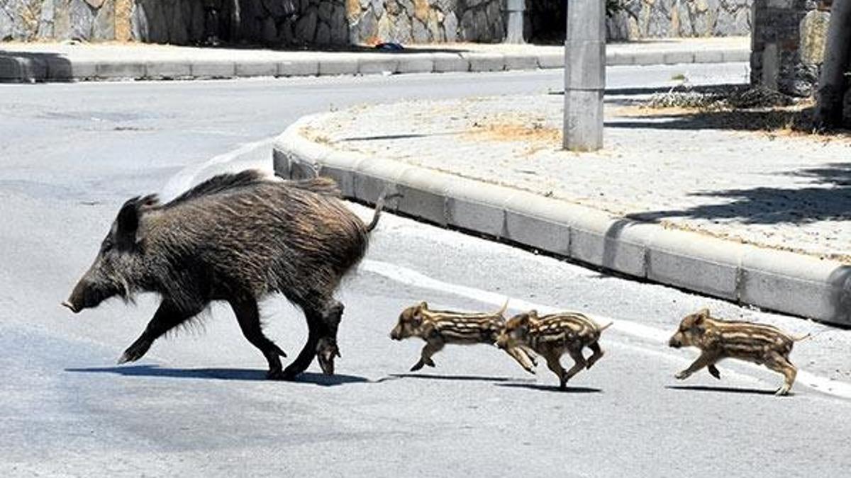 Bodrum'da aç kalan domuz sürüsü ilçe merkezine indi