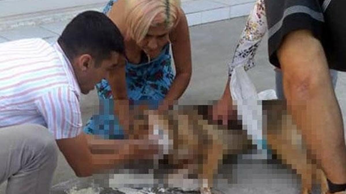 Bodrum’da hayvan katliamı!