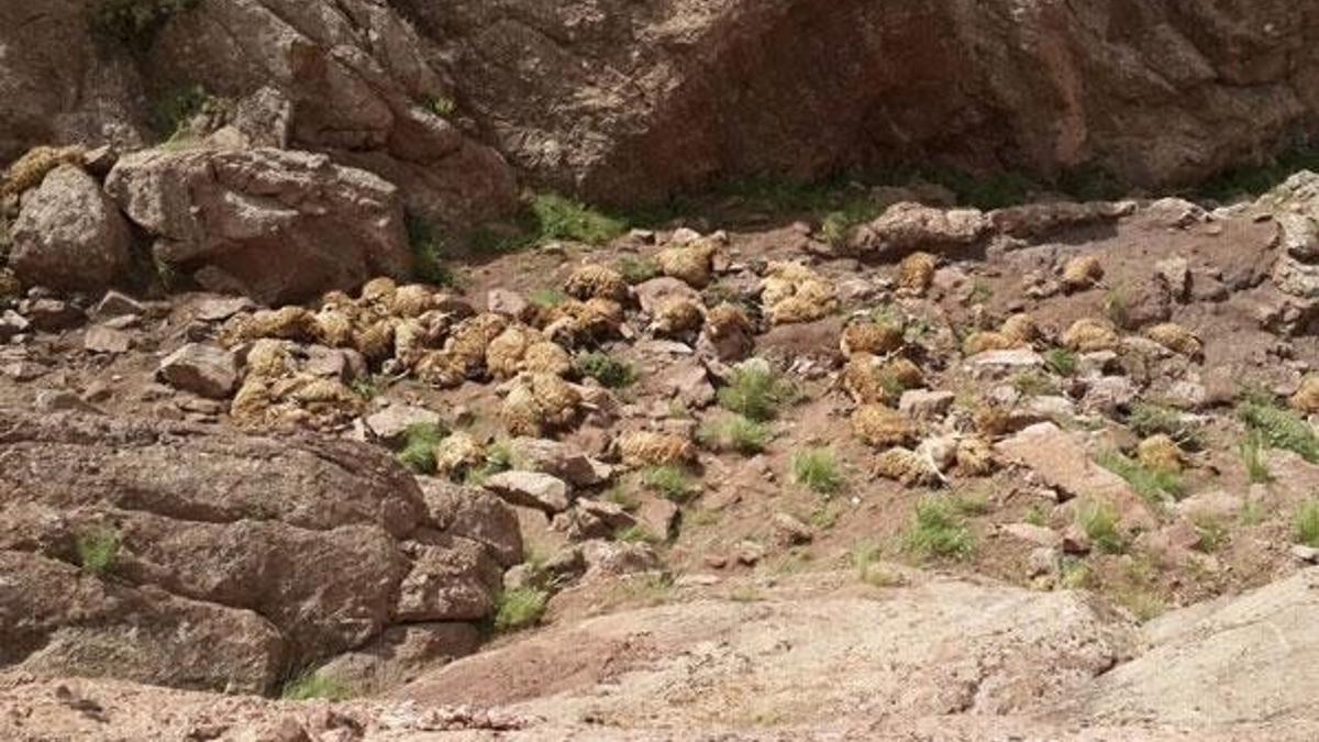 Açıklama geldi! İntihar eden 500 koyun...