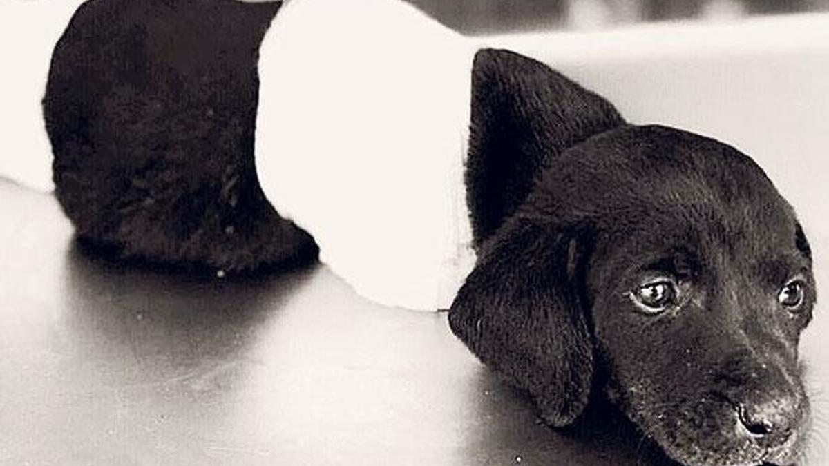 Yavru köpeğin ölümünde son dakika gelişmesi