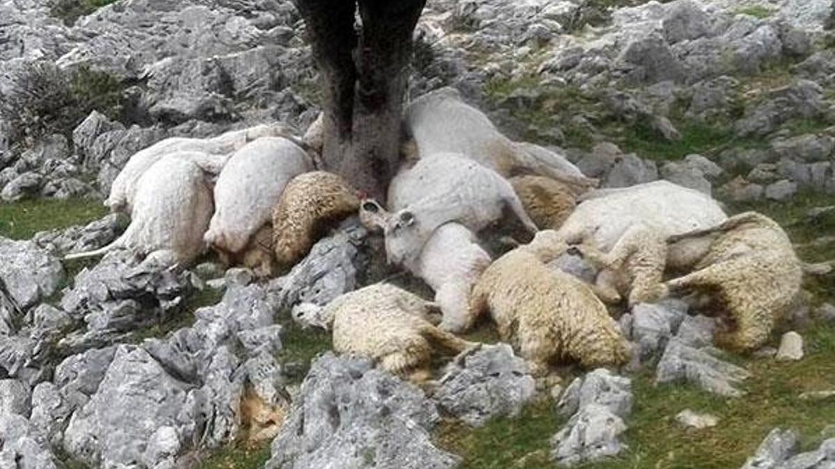 Ağaca yıldırım düştü; 22 koyun telef oldu