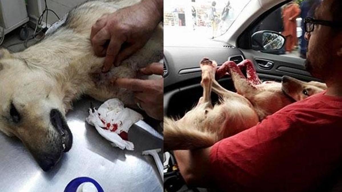 Kocaeli'de köpeğe şiddet! Göğsüne demir sapladı...